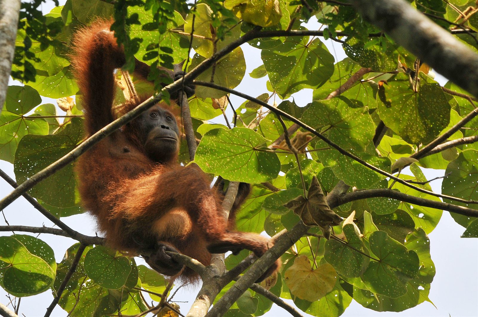 Tapanuli orangutan in the forest canopy
