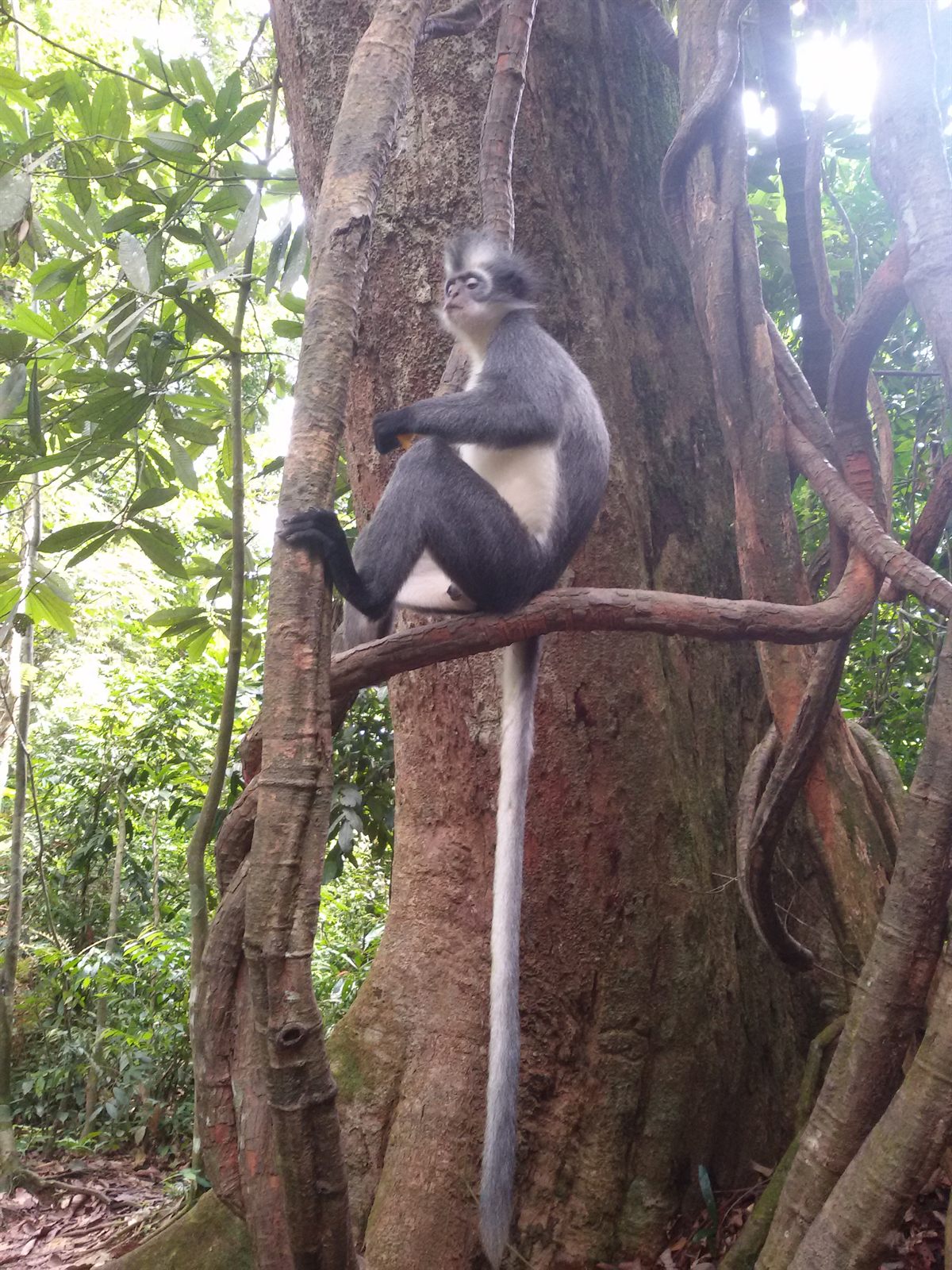 Thomas's langur in the rainforest at Bukit Lawang